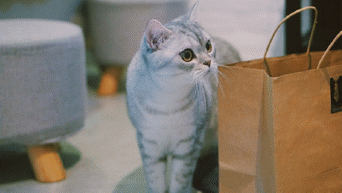distributeur de croquettes pour chat